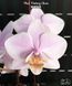Орхідея Phal. Pinlong Cheris &mdash; підліток 2,5" ароматна (фаленопсис Пінлонг Черіс) БЕРЕЗЕНЬ В9 фото 7