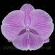 Орхідея Phal. Profar Pink Lips (Профар Пінк Ліпс) &mdash; підліток 1,7", квітка 8,5&ndash;9 см КВІТЕНЬ 1072 фото 3