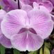 Орхідея Phal. Profar Pink Lips (Профар Пінк Ліпс) &mdash; підліток 1,7", квітка 8,5&ndash;9 см КВІТЕНЬ 1072 фото 4