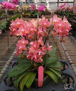 Орхідея Phal. Taiwan Glamor '1972' &mdash; підліток 2,5" ароматна (фаленопсис Тайван Гламор) В12 фото