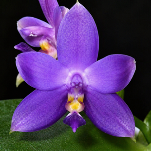 Орхідея Phal. violacea var. coerulea (Віолацея вар. коерулеа) &mdash; підліток 1,7", квітка 5,5 см КВІТЕНЬ 6288 фото