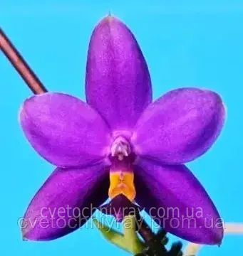 Орхідея Phal. violacea var. coerulea (Віолацея вар. коерулеа) &mdash; підліток 1,7", квітка 5,5 см КВІТЕНЬ 6288 фото