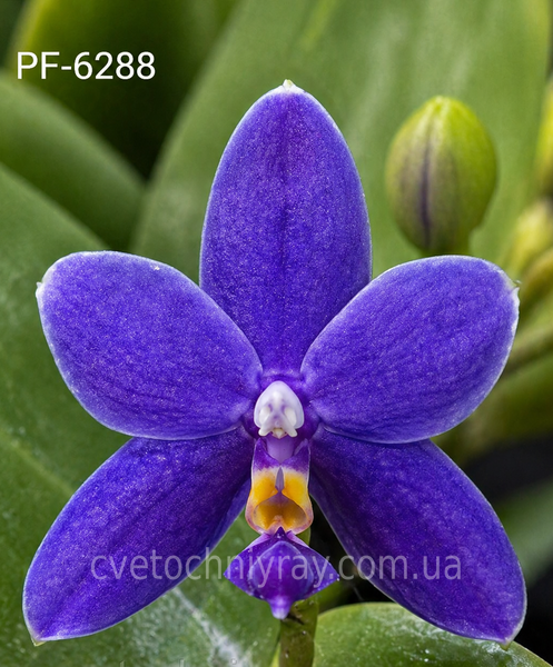 Орхідея Phal. violacea var. coerulea (Віолацея вар. коерулеа) &mdash; підліток 1,7", квітка 5,5 см КВІТЕНЬ 6288 фото