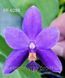 Орхідея Phal. violacea var. coerulea (Віолацея вар. коерулеа) &mdash; підліток 1,7", квітка 5,5 см КВІТЕНЬ 6288 фото 2