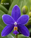Орхідея Phal. violacea var. coerulea (Віолацея вар. коерулеа) &mdash; підліток 1,7", квітка 5,5 см КВІТЕНЬ 6288 фото 4