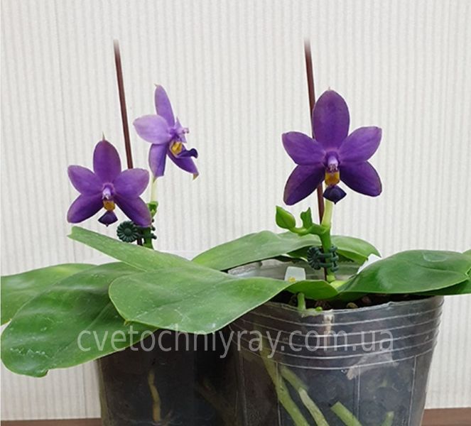 Орхідея Phal. violacea var. coerulea (Віолацея вар. коерулеа) &mdash; підліток 1,7", квітка 5,5 см КВІТЕНЬ 6288 фото