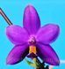 Орхідея Phal. violacea var. coerulea (Віолацея вар. коерулеа) &mdash; підліток 1,7", квітка 5,5 см КВІТЕНЬ 6288 фото 3