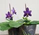 Орхідея Phal. violacea var. coerulea (Віолацея вар. коерулеа) &mdash; підліток 1,7", квітка 5,5 см КВІТЕНЬ 6288 фото 5