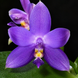 Орхідея Phal. violacea var. coerulea (Віолацея вар. коерулеа) &mdash; підліток 1,7", квітка 5,5 см КВІТЕНЬ 6288 фото 1