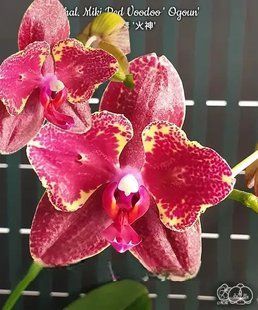 Орхідея Phal. Miki Red Voodoo 'Ogoun' &mdash; підліток 2,5" ароматна (фаленопсис Мікі Ред Вуду) В74  фото