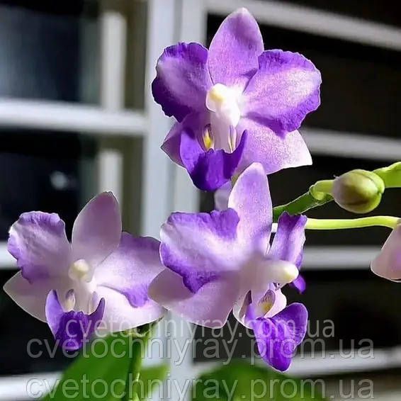 Орхідея Phal. Profar Martin (Профар Мартін) &mdash; підліток 1,7 КВІТЕНЬ 922 фото