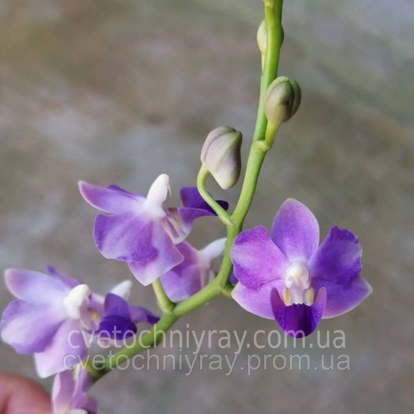 Орхідея Phal. Profar Martin (Профар Мартін) &mdash; підліток 1,7 КВІТЕНЬ 922 фото