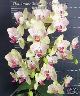 Орхідея Phal. Fortune Saltzman (peloric 2 eyes) &mdash; підліток 2,5" квіти 7 см (фаленопсис Форчун Сальцман) мутація не стабільна БЕРЕЗЕНЬ В22 фото