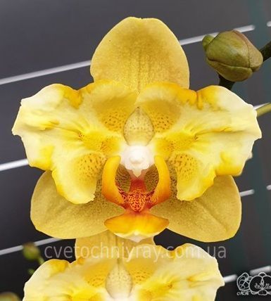 Орхідея Phal. Little Emperor (peloric - 2 eyes) (Літл Емперор) &mdash; підліток 1,7" (квіти 6 см, ароматна) ВЕРЕСЕНЬ 75151 фото