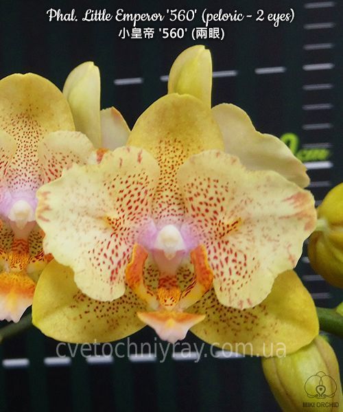 Орхідея Phal. Little Emperor (peloric - 2 eyes) (Літл Емперор) &mdash; підліток 1,7" (квіти 6 см, ароматна) ВЕРЕСЕНЬ 75151 фото