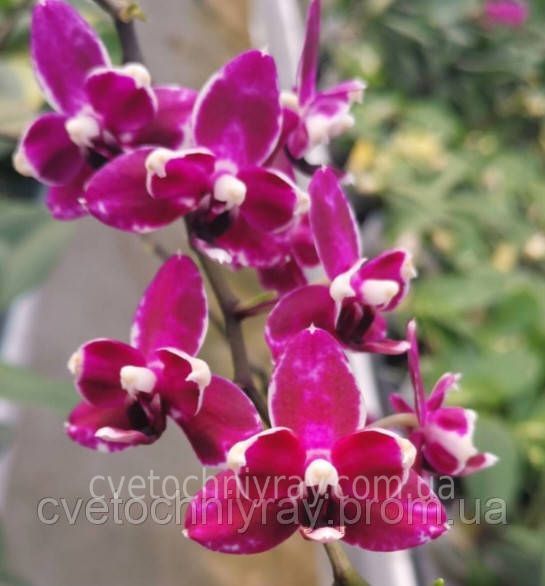 Орхідея Phal. Purple Stars, підліток 1,7 5055 фото