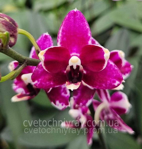 Орхідея Phal. Purple Stars, підліток 1,7 5055 фото