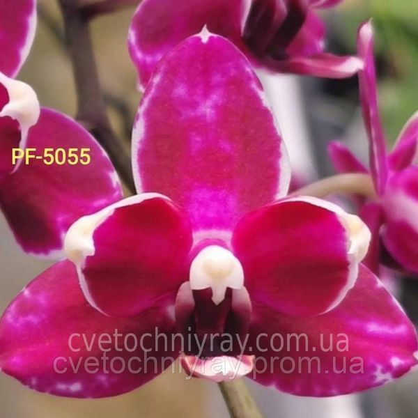 Орхідея Phal. Purple Stars, підліток 1,7 5055 фото