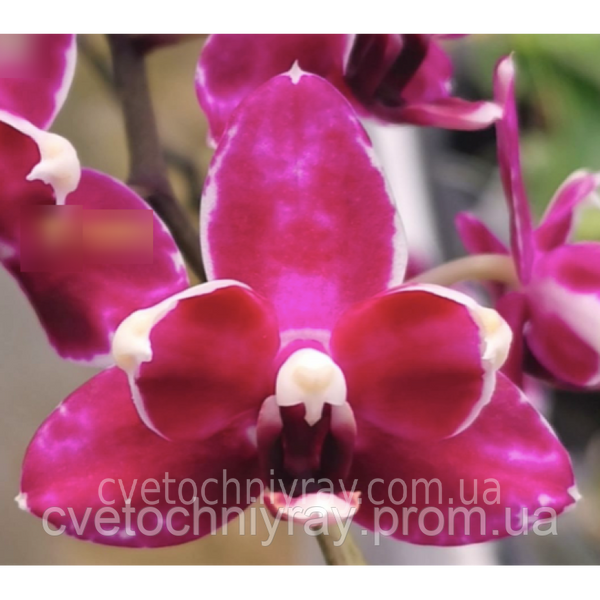Орхідея Phal. Purple Stars, підліток 1,7 5055 фото