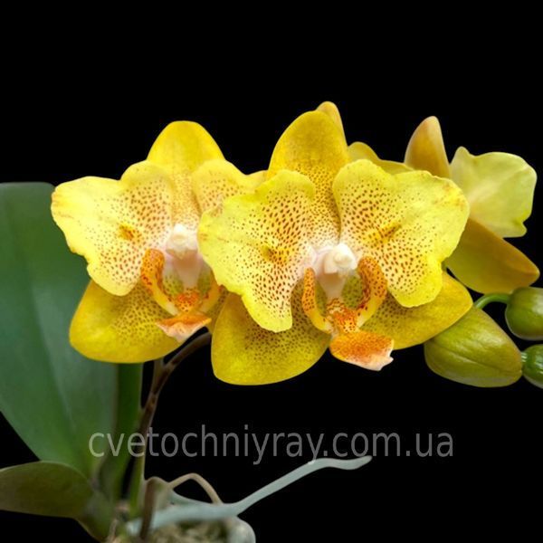 Орхідея Phal. Little Emperor (peloric - 2 eyes) (Літл Емперор) &mdash; підліток 1,7" (квіти 6 см, ароматна) ВЕРЕСЕНЬ 75151 фото