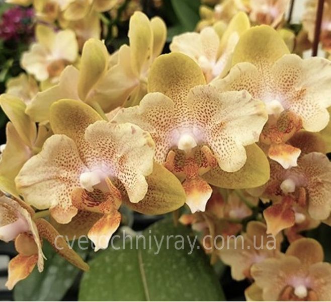 Орхідея Phal. Little Emperor (peloric - 2 eyes) (Літл Емперор) &mdash; підліток 1,7" (квіти 6 см, ароматна) ВЕРЕСЕНЬ 75151 фото