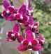 Орхідея Phal. Purple Stars, підліток 1,7 5055 фото 3