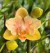 Орхідея Phal. Little Emperor (peloric - 2 eyes) (Літл Емперор) &mdash; підліток 1,7" (квіти 6 см, ароматна) ВЕРЕСЕНЬ 75151 фото 1