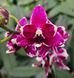 Орхідея Phal. Purple Stars, підліток 1,7 5055 фото 6