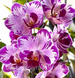 Орхідея Phal. Profar Sparklers (Профар Спарклерс) &mdash; підліток 1,7", квітка 6 см КВІТЕНЬ 883 фото 4