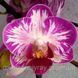 Орхідея Phal. Profar Sparklers (Профар Спарклерс) &mdash; підліток 1,7", квітка 6 см КВІТЕНЬ 883 фото 1