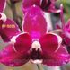 Орхідея Phal. Purple Stars, підліток 1,7 5055 фото 4
