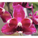 Орхідея Phal. Purple Stars, підліток 1,7 5055 фото 2