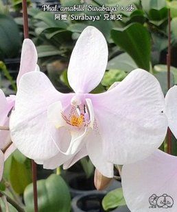 Орхідея Phal. amabilis 'Surabaya' &times; sib (Амабіліс Сурабая)&mdash; підліток 2,5" квіти 9 см  ЖОВТЕНЬ В16 фото