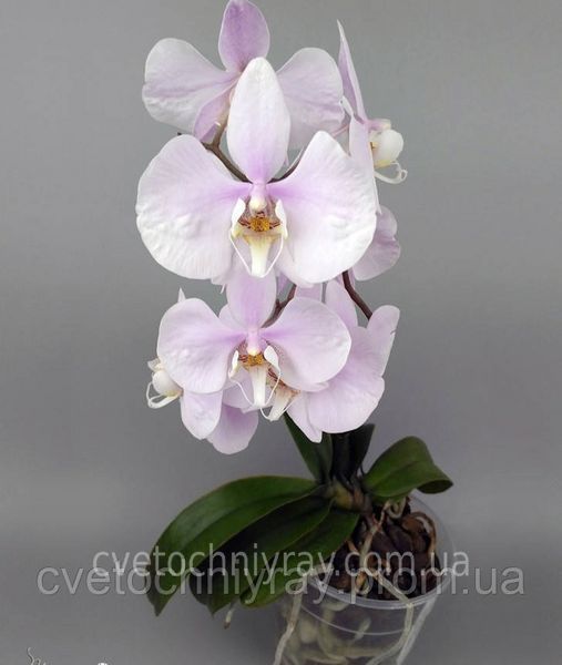 Орхідея Phal. amabilis 'Surabaya' &times; sib (Амабіліс Сурабая)&mdash; підліток 2,5" квіти 9 см  ЖОВТЕНЬ В16 фото