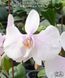 Орхідея Phal. amabilis 'Surabaya' &times; sib (Амабіліс Сурабая)&mdash; підліток 2,5" квіти 9 см  ЖОВТЕНЬ В16 фото 1