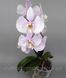 Орхідея Phal. amabilis 'Surabaya' &times; sib (Амабіліс Сурабая)&mdash; підліток 2,5" квіти 9 см  ЖОВТЕНЬ В16 фото 5