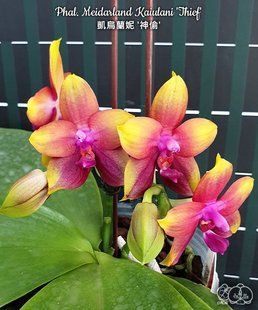 Орхідея Phal. Meidarland Kaiulani 'Thief' (Мейдарланд Кайулані Сіф) &mdash; підліток 2,5", ароматнаа ЧЕРВЕНЬ В46 фото