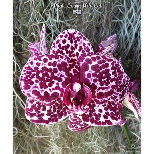Орхідея Phal. Lioulin Wild Cat (Ліоулін Вилд Кет) &mdash; підліток 2,5", квіти 9 см ВЕРЕСЕНЬ 75017 фото