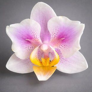 Орхідея Phal. Pink Cherry (Пінк Черрі) &mdash; підліток 1,7" СЕРПЕНЬ 5740 фото