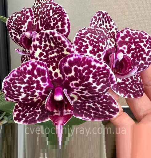 Орхідея Phal. Lioulin Wild Cat (Ліоулін Вилд Кет) &mdash; підліток 2,5", квіти 9 см ВЕРЕСЕНЬ 75017 фото