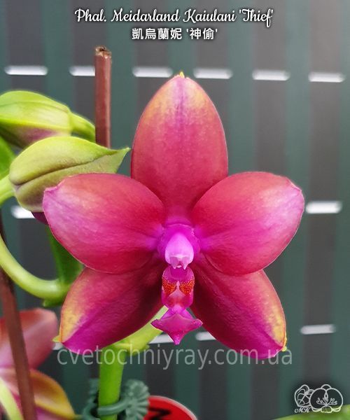 Орхідея Phal. Meidarland Kaiulani 'Thief' (Мейдарланд Кайулані Сіф) &mdash; підліток 2,5", ароматнаа ЧЕРВЕНЬ В46 фото