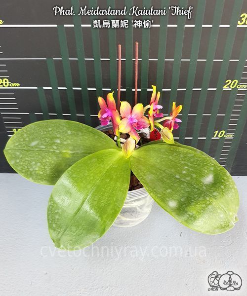 Орхідея Phal. Meidarland Kaiulani 'Thief' (Мейдарланд Кайулані Сіф) &mdash; підліток 2,5", ароматнаа ЧЕРВЕНЬ В46 фото