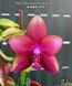 Орхідея Phal. Meidarland Kaiulani 'Thief' (Мейдарланд Кайулані Сіф) &mdash; підліток 2,5", ароматнаа ЧЕРВЕНЬ В46 фото 2