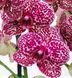 Орхідея Phal. Lioulin Wild Cat (Ліоулін Вилд Кет) &mdash; підліток 2,5", квіти 9 см ВЕРЕСЕНЬ 75017 фото 2