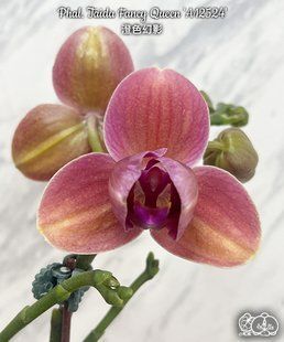 Орхідея Phal. Taida Fancy Queen &lsquo;A12524&rsquo; &mdash; підліток 2,5 (фаленопсис Тайда Фенсі Квін) БЕРЕЗЕНЬ В63 фото