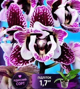 Орхідея Phal. Profar Alien peloric (Профар Еліен пелорик) &mdash; підліток 1,7" КВІТЕНЬ 5218 фото