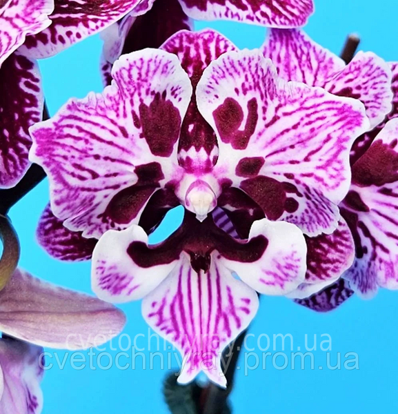 Орхідея Phal. Profar Alien peloric (Профар Еліен пелорик) &mdash; підліток 1,7" КВІТЕНЬ 5218 фото