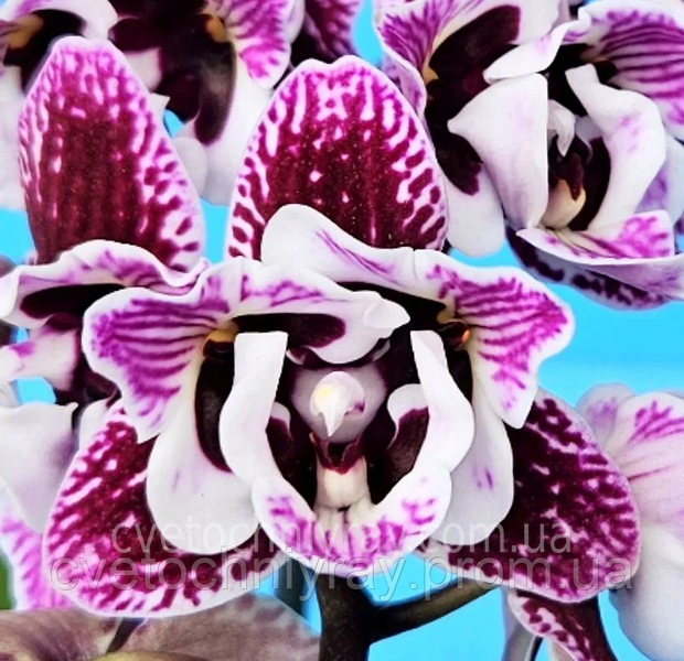 Орхідея Phal. Profar Alien peloric (Профар Еліен пелорик) &mdash; підліток 1,7" КВІТЕНЬ 5218 фото