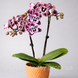 Орхідея Phal. Profar Alien peloric (Профар Еліен пелорик) &mdash; підліток 1,7" КВІТЕНЬ 5218 фото 2