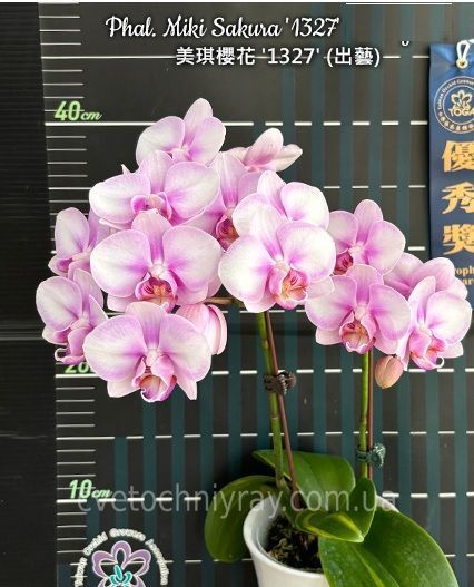 Орхідея Phal. Miki Sakura &lsquo;1327&rsquo; &mdash; підліток 3,0" квіти 7,5 см (Мікі Сакура) БЕРЕЗЕНЬ В1 фото